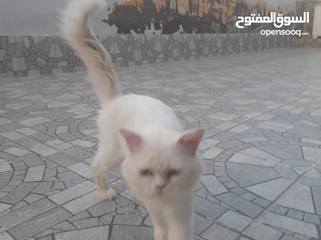 سنور الياف