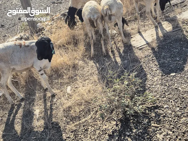 كبشان صوماليه حجم صغير