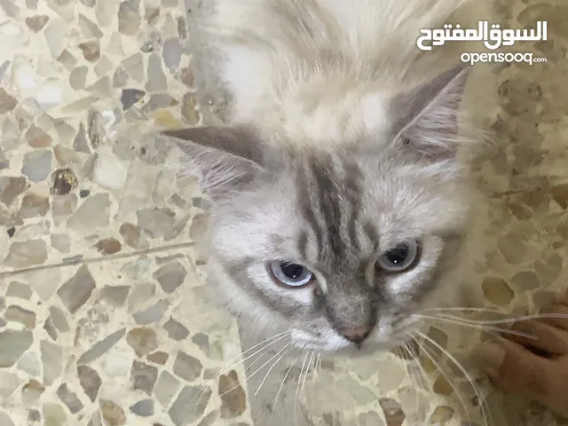 قط سيامي اليف جداً