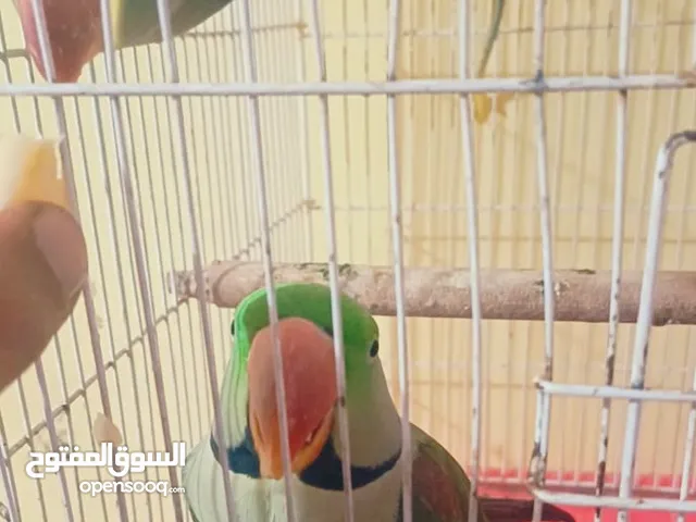 متاح زوجين درة نيبالي اليفات قفص طيور بزارات ألله شاهد مال محميه اوبيهن كلام