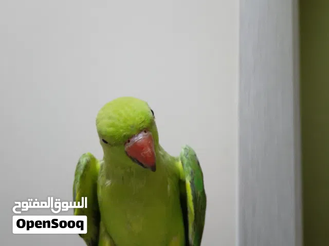 ببغاء دره اليف