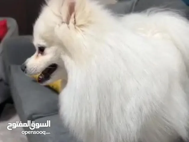 كلب بومريان