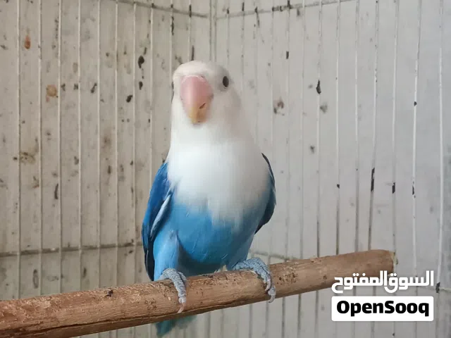 انثي فيشر اوبلاين بلو