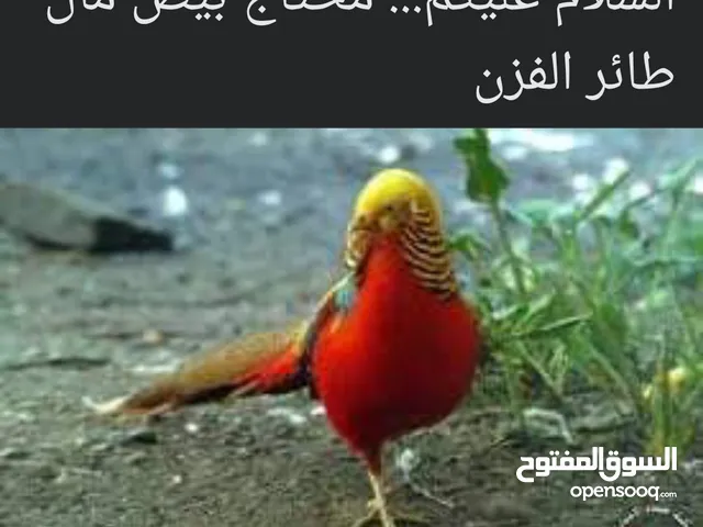 مطلوب بيض طائر الفزن الفرعوني مثل الصورة مطلوب بيض طائر الفزن الفرعوني