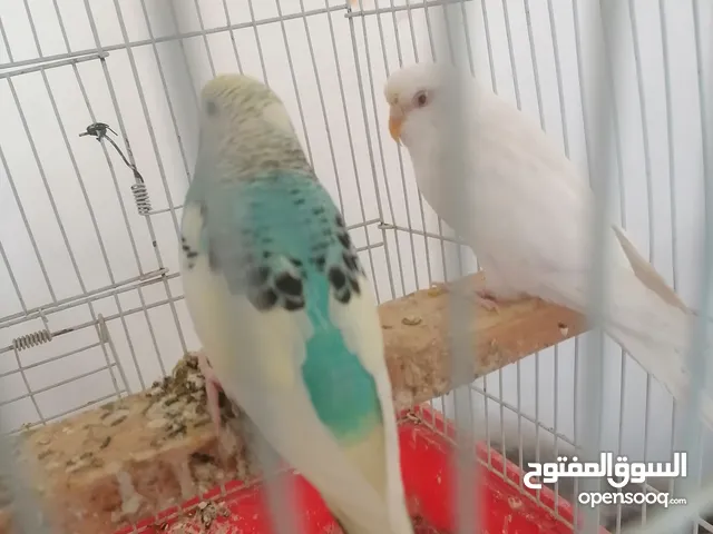 كرار نوري آل بوزامل