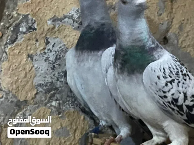 حمام للبيع بسعر حرق