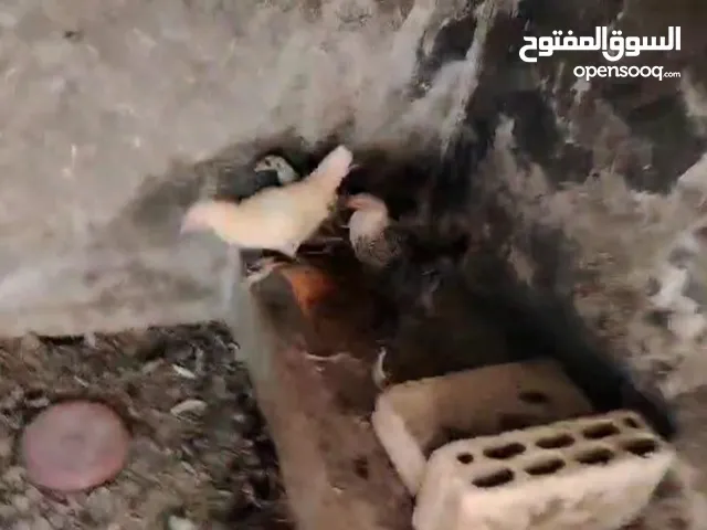 فراخ بلدي للبيع