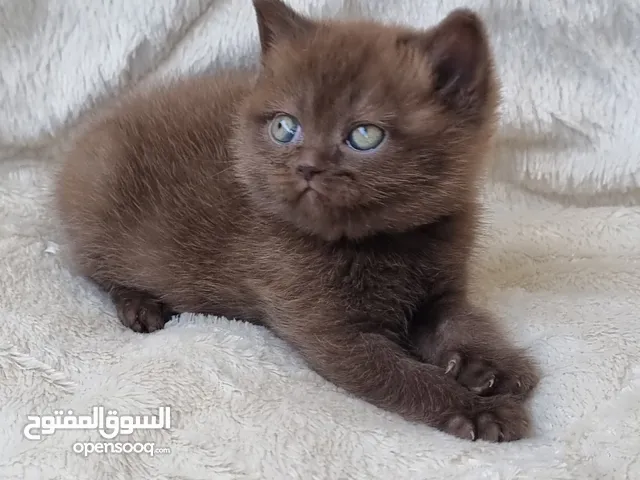 British cinnamon/female British blak cinnamon/male بريتش سينامون انثى بريتش سينامون بلاك ذكر