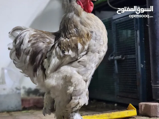 French Rooster (1.5 Years Old) - 01 Brahma Rooster (1.5 Year Old) - 01 Available for pet