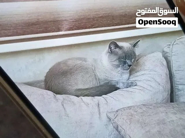 قطه للبيع من نوع سيامي