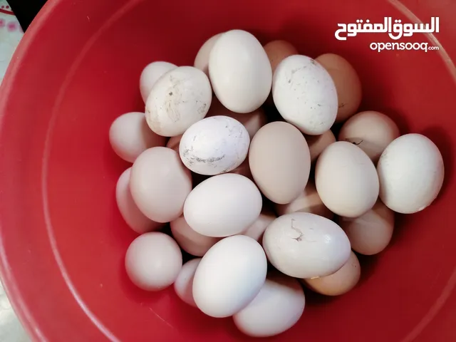 بيض عرب طبقة  