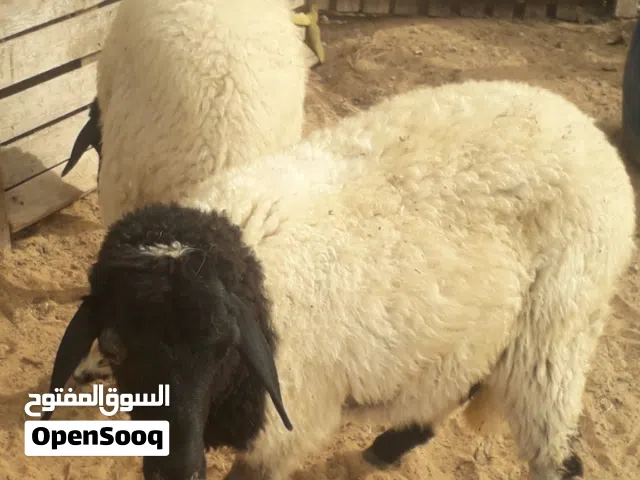 زوز إفطايم برقاويات عمرهم 5 شهور إفاطايم ماشاء الله لا قوة إلا بالله خاليات من جميع العيوب سعر الواح
