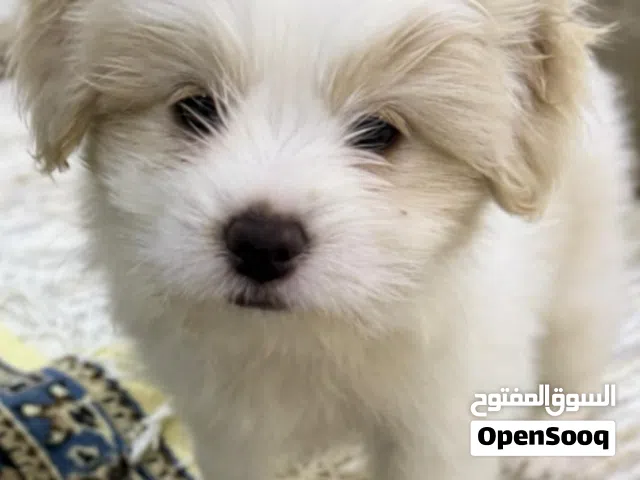 للبيع بوبي مالتيز بيور Maltese Pure