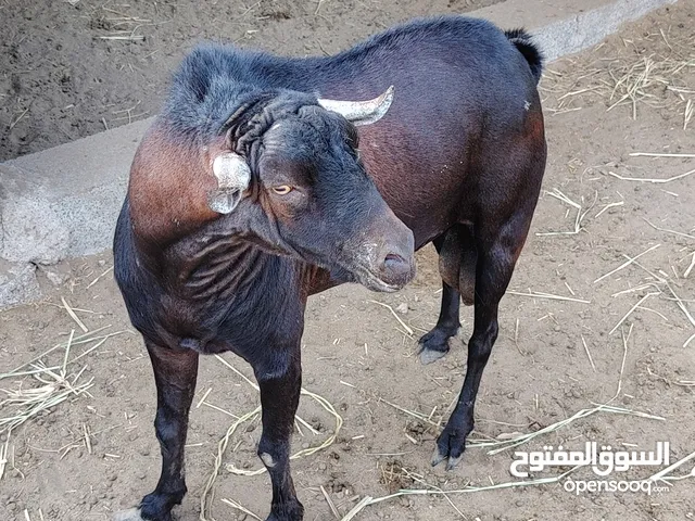 تيس من حلال صلاله