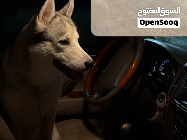كل شي موجود ف صوره
