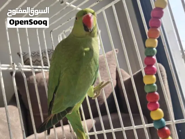 مطلوب ببغاء دره بسعر 20 دينار