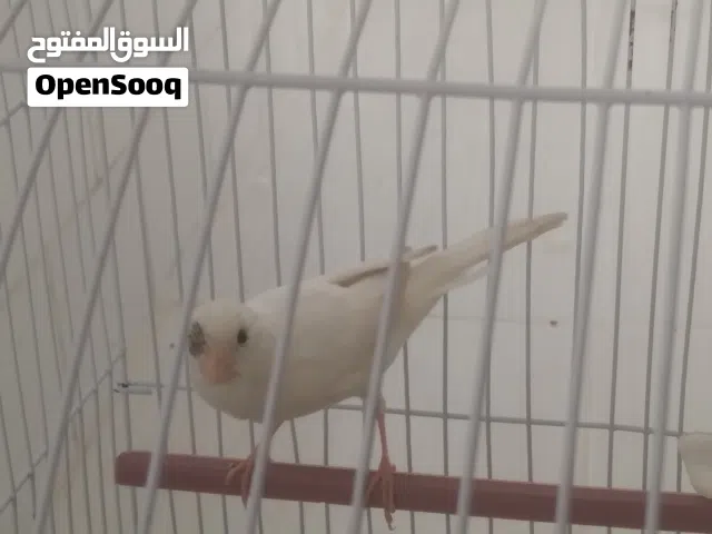 ذكر كناري ابيض