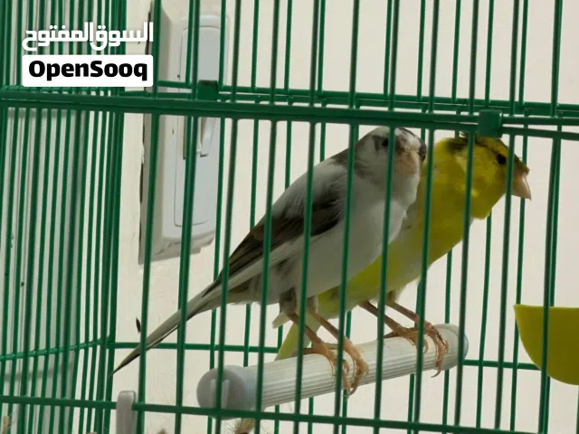 كناري روسي زوج منتج - الطيور بصحة ممتازة