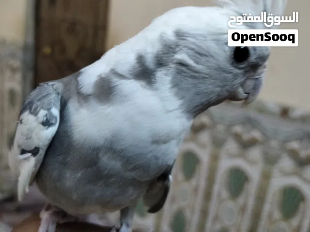 كوكتيل انكليزي ذكر