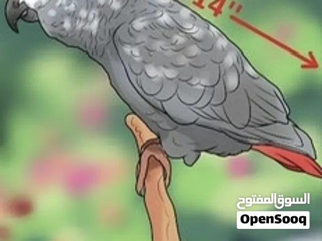 ذكر ببغاء زنجباري عين صفرا بالتحليل