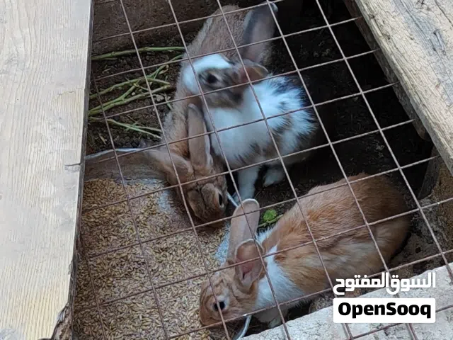 ارانب للبيع على وجه عشار