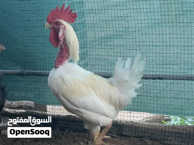 ديج عرب ابيض للبيع
