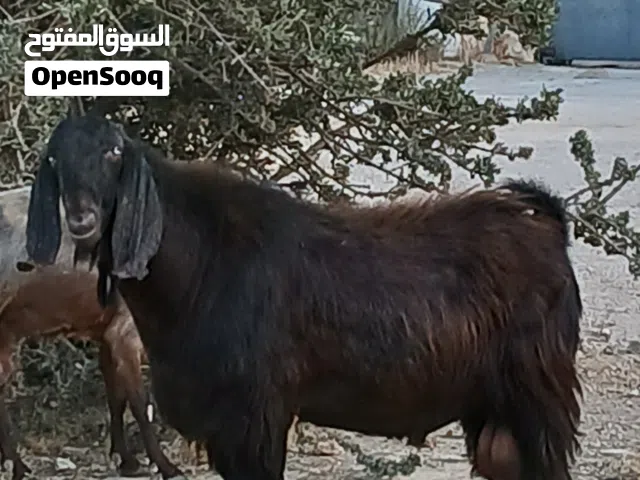 تيس بندوق شامي للبيع