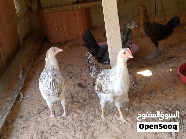 عتاتيق للبيع