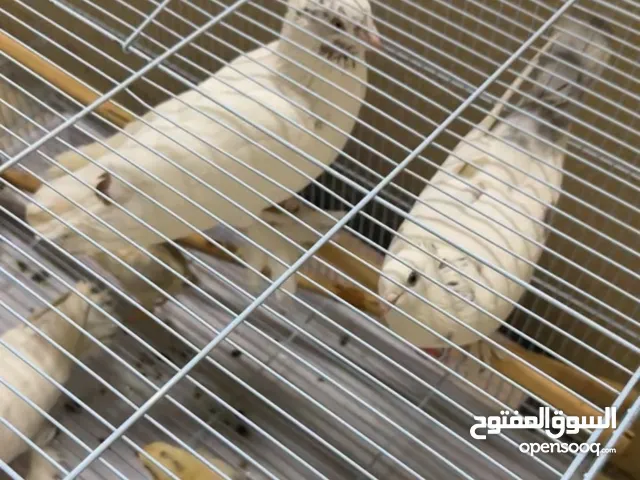 حمام زينة برأس منفوش + صيصان دجاج فرنسي