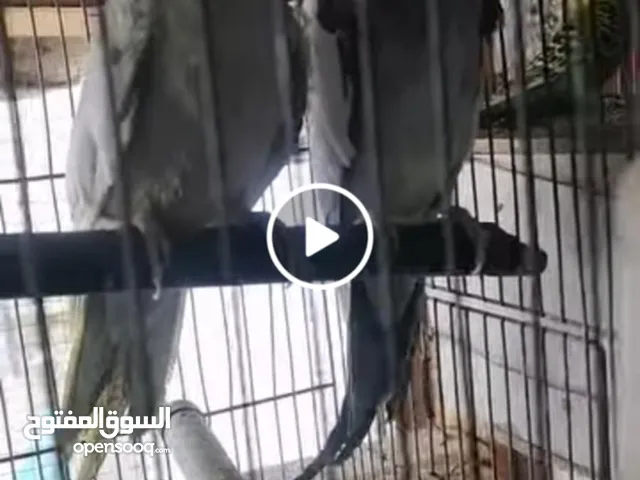 جوز كوكتيل اول بطن معهم 4 فراخ