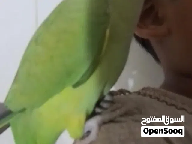 متوه أليف ولعوب فقط مع الاطفال يصفر ويتكلم بعض الكلمات