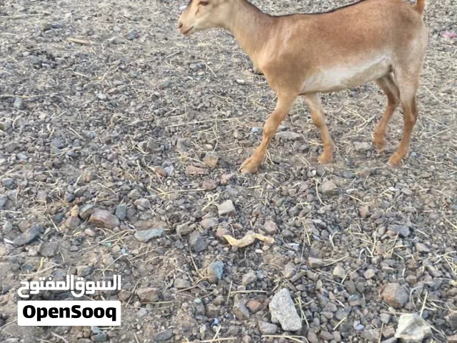 سخله صلاليه
