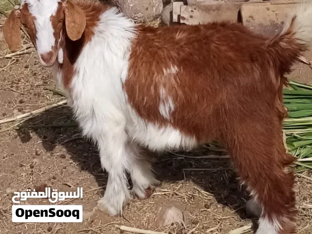 تيس فول سمنه ماعليه كلام لي يبي لذبح