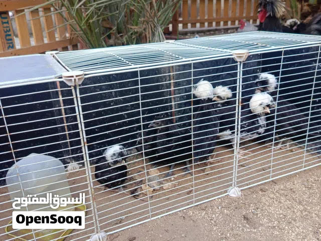 افراخ دجاج بالوني بصحة جيدة ( كتاكيت - صيصان ) متاح للبيع