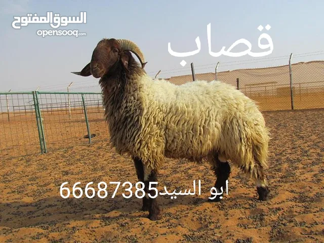 قصاب ابو السيد