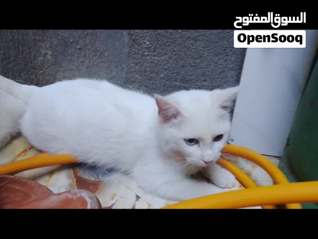 قطط شيرازي للتبني