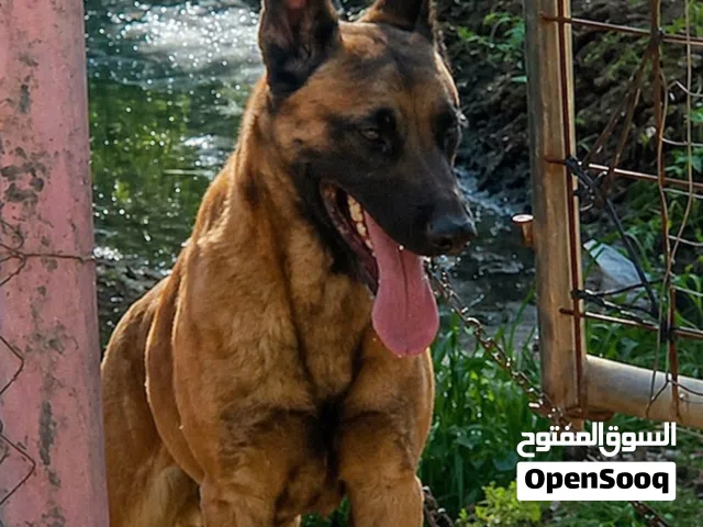 كلب مالينو