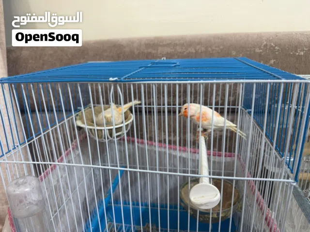 كناري زوجين مع 14 فرخ للبيع
