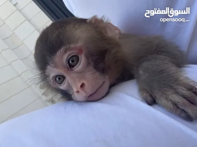 Macaques Monkey