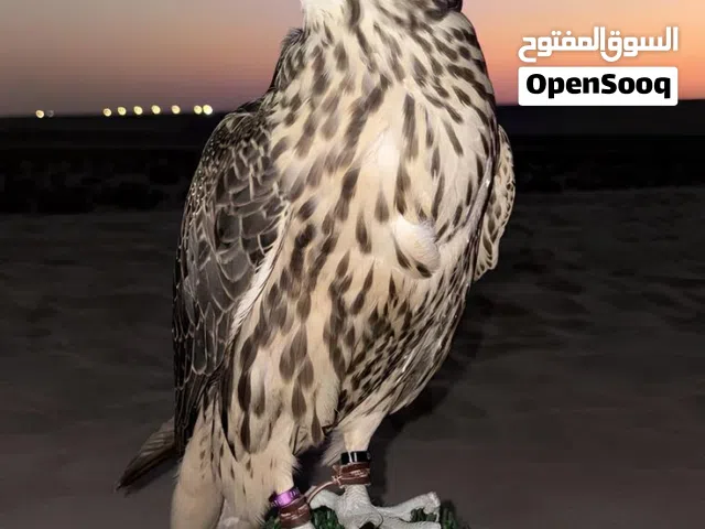 مطلوب طير جير شاهين