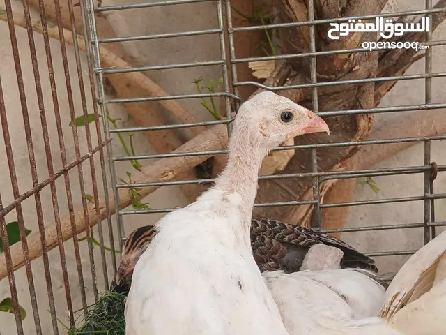 فراخ فرعوني ابيض و اسود