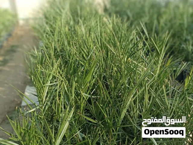 نخيل مجهول نسيجي الطول 70 إلي 80 سانتي والمختبر فرنسي