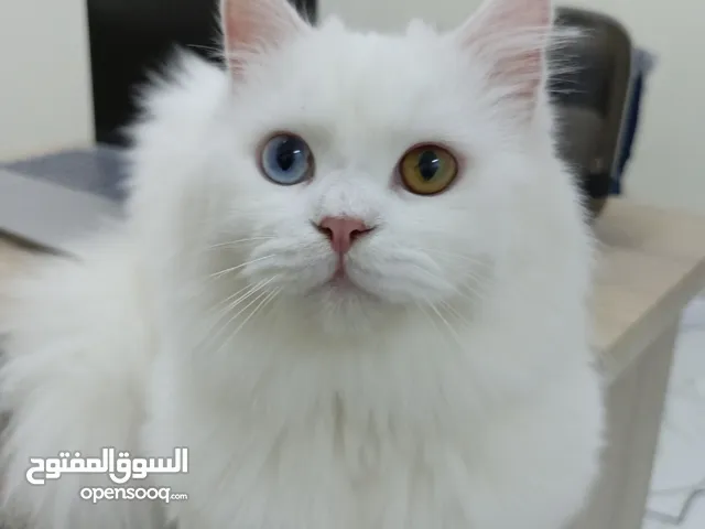 pair of cat for sale