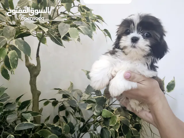 شيتزو بيور shih tzu peur