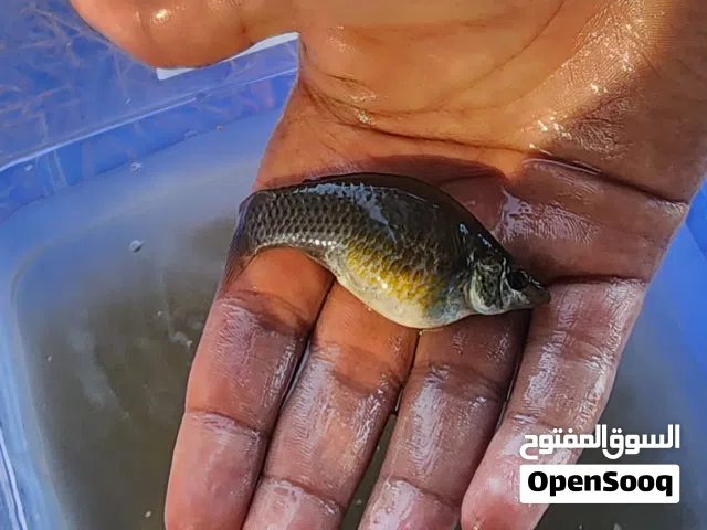 سمك مولي جابيات