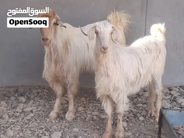 للبيع او المبادله
