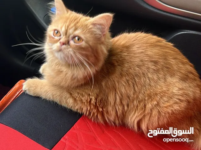 Female Persian cat