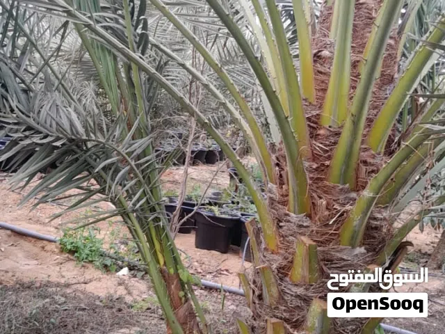 فسائل نخيل برحى فرنساوى للبيع