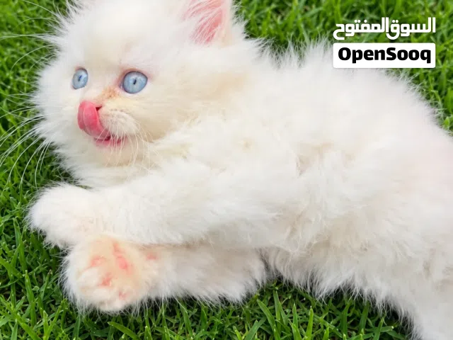 زكر هملايا