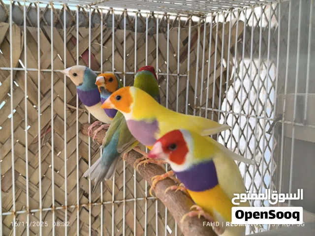 جولديان فنش Gouldian finches